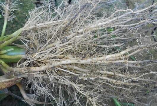 植物根系分析儀，選擇山東云唐如何？