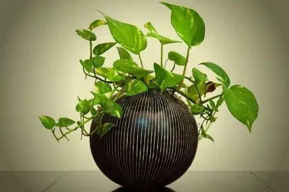 植物冠層分析儀